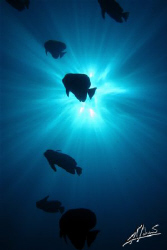 batfish on top of the Atlantis X wreck in Beacon Reef Isl... by Adriano Trapani 